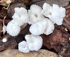 Marasmius calhouniae