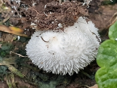 Lycoperdon echinatum