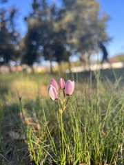 Ixia versicolor
