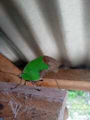 Anommatoptera