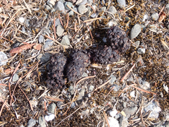 Urocyon cinereoargenteus