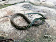 Drymobius margaritiferus