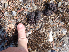 Urocyon cinereoargenteus