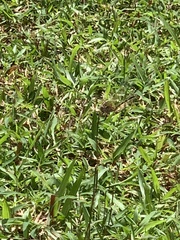 Trithemis pallidinervis