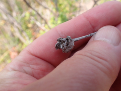 Rhopalomyia californica