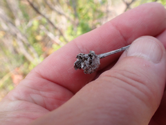 Rhopalomyia californica