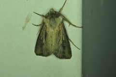Agrotis venerabilis