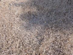 Odocoileus hemionus columbianus