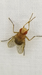 Ormia