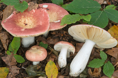 Russula veternosa