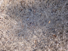 Odocoileus hemionus columbianus