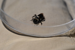 Andrena cyanura