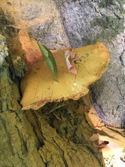 Gymnopilus luteus