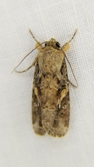 Spodoptera frugiperda