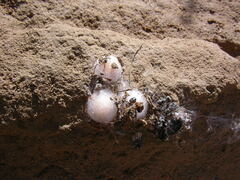 Steatoda albomaculata