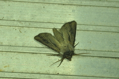 Agrotis venerabilis