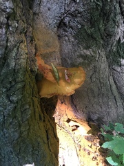 Gymnopilus luteus