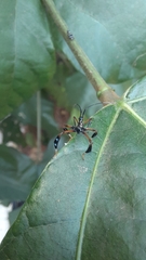 Acanthocephalini