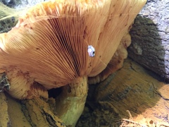 Gymnopilus luteus