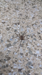 Odiellus spinosus