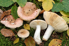 Russula veternosa