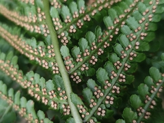 Dryopteris oreades