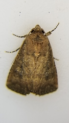 Condica sutor