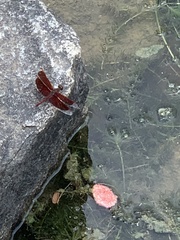 Neurothemis fluctuans