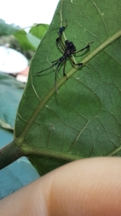 Acanthocephalini