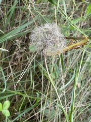Tragopogon pratensis