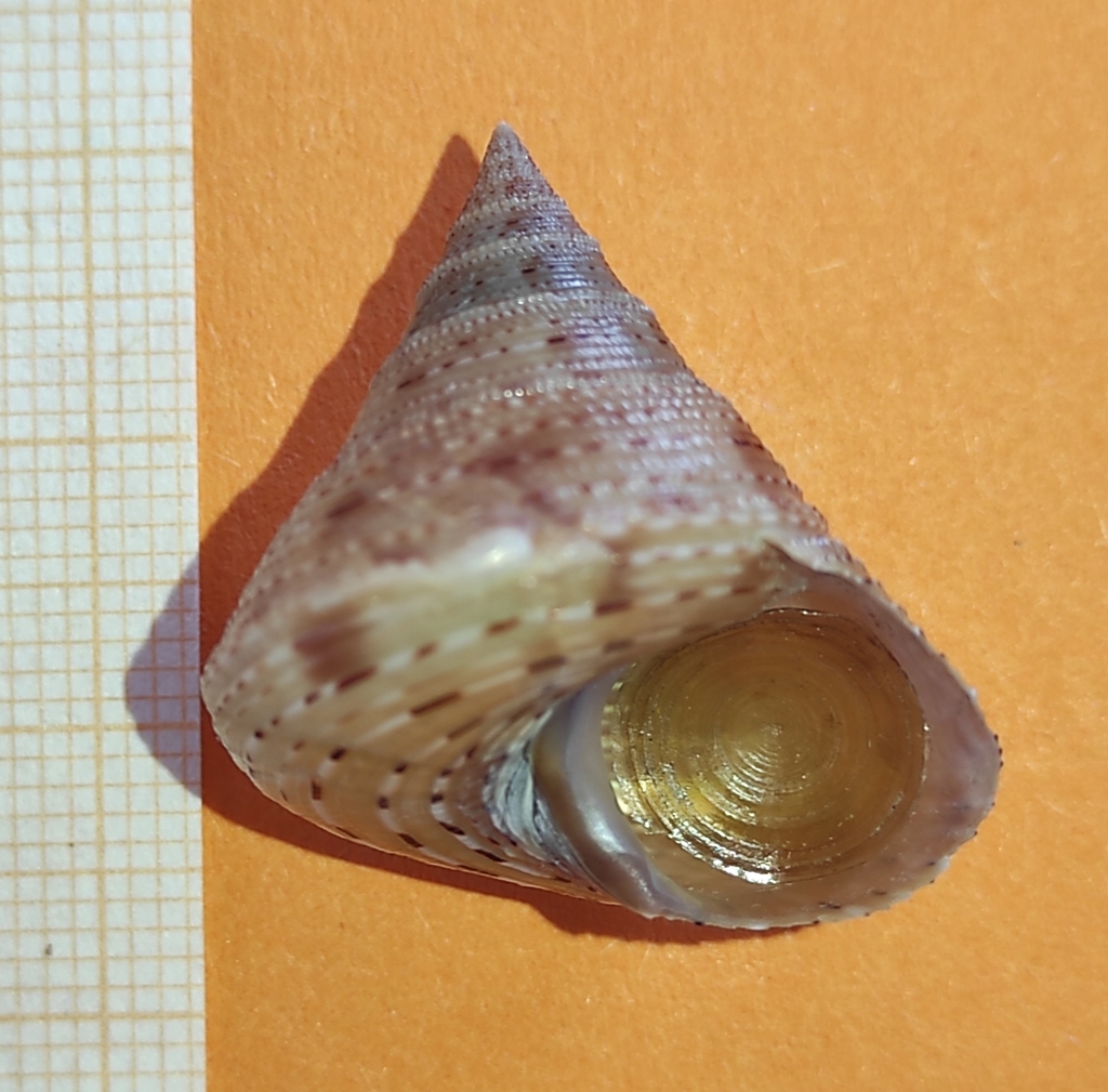 Granulated Topshell