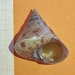 Granulated Topshell - Photo (c) George Manavopoulos, some rights reserved (CC BY-NC), uploaded by George Manavopoulos