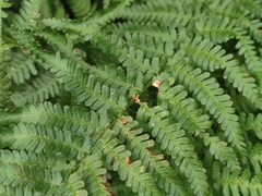 Dryopteris oreades