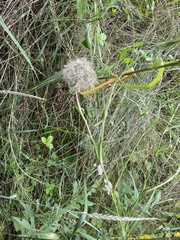 Tragopogon pratensis