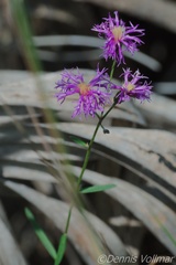 Vernonia blodgettii