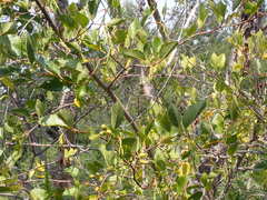 Alnus rhombifolia