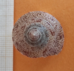 Calliostoma granulatum