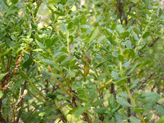 Gnorimoschema baccharisella