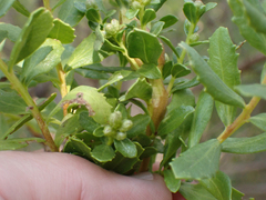 Gnorimoschema baccharisella