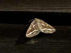 Caripeta angustiorata