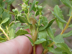 Gnorimoschema baccharisella