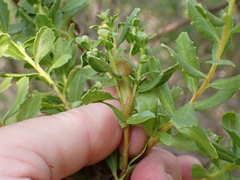 Gnorimoschema baccharisella