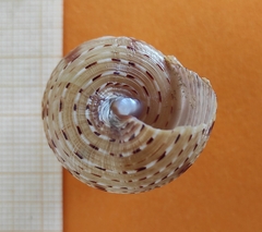 Calliostoma granulatum