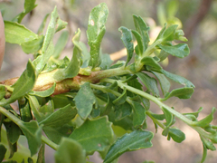 Gnorimoschema baccharisella