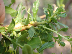 Gnorimoschema baccharisella