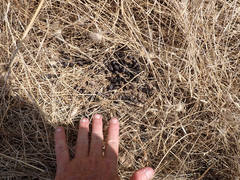 Odocoileus hemionus columbianus