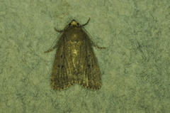 Amphipyra tragopoginis