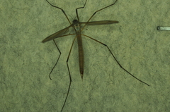 Tipula paludosa