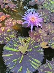 Nymphaea nouchali