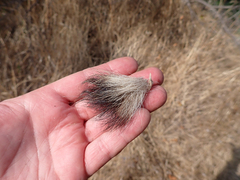 Spilogale gracilis